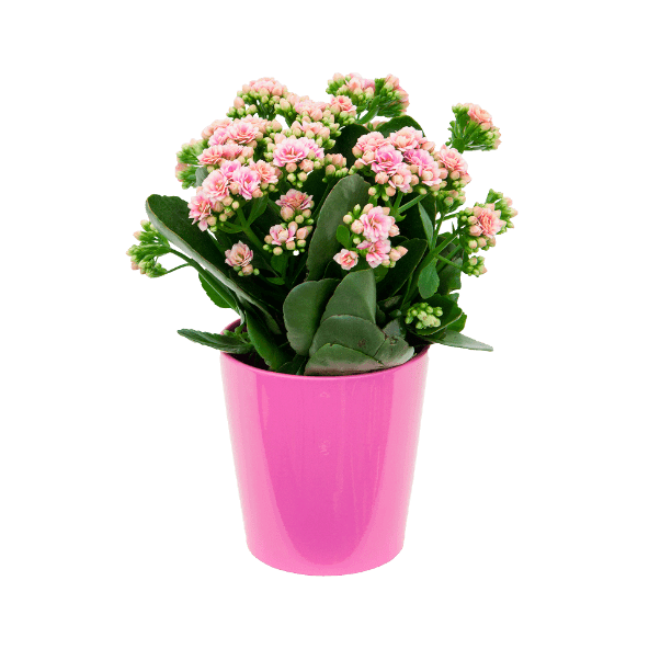 GARDENLINE Kalanchoe