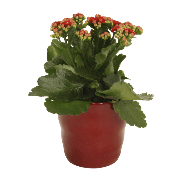 GARDENLINE Kalanchoe