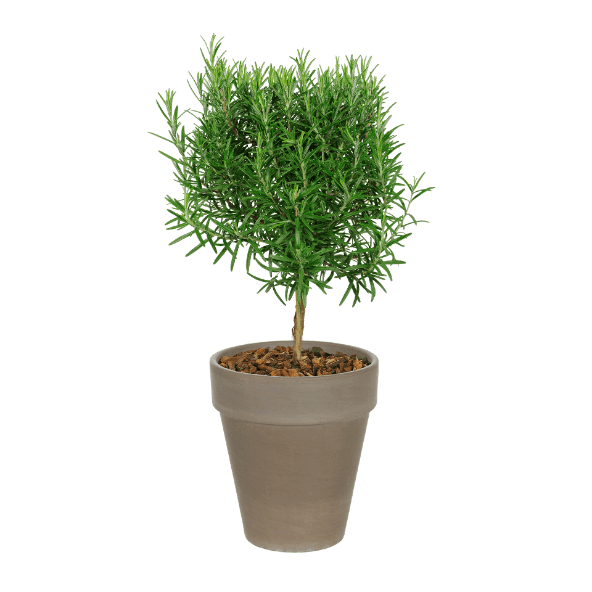 GARDENLINE Zioła w doniczce ceramicznej