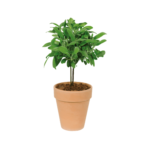 GARDENLINE Zioła w doniczce ceramicznej