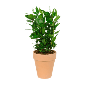 GARDENLINE Zioła w doniczce ceramicznej