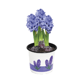 GARDENLINE Hiacynty/Narcyzy