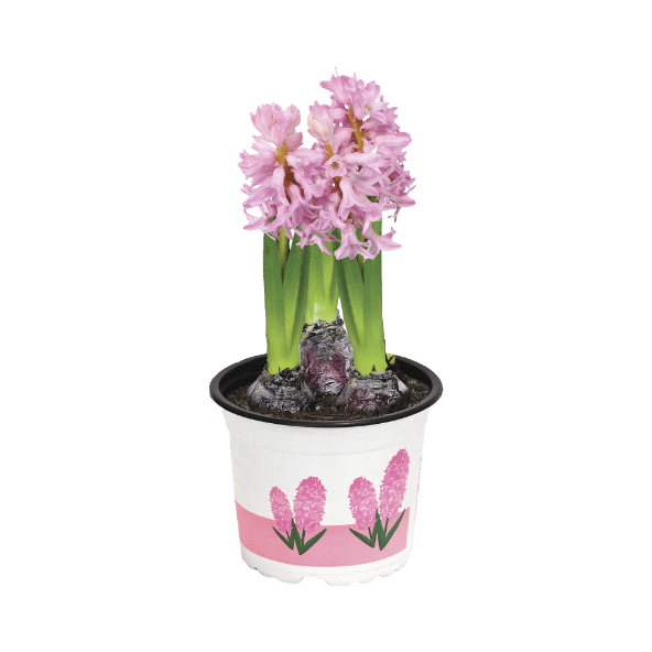 GARDENLINE Hiacynty/Narcyzy