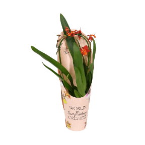 GARDENLINE Storczyk kaskadowy