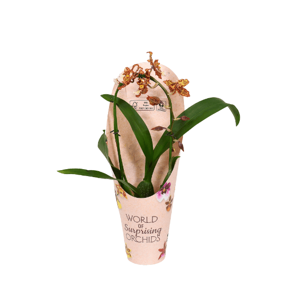 GARDENLINE Storczyk kaskadowy