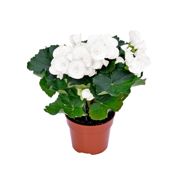 GARDENLINE Begonia