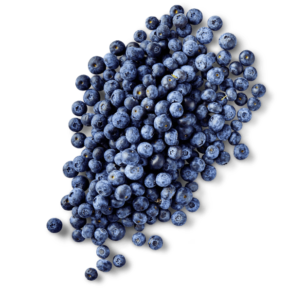 Borówki amerykańskie XXL