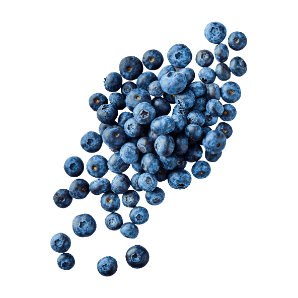 Borówki amerykańskie