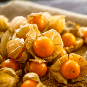 Physalis