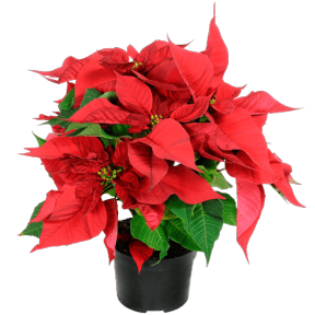 GARDENLINE Gwiazda betlejemska