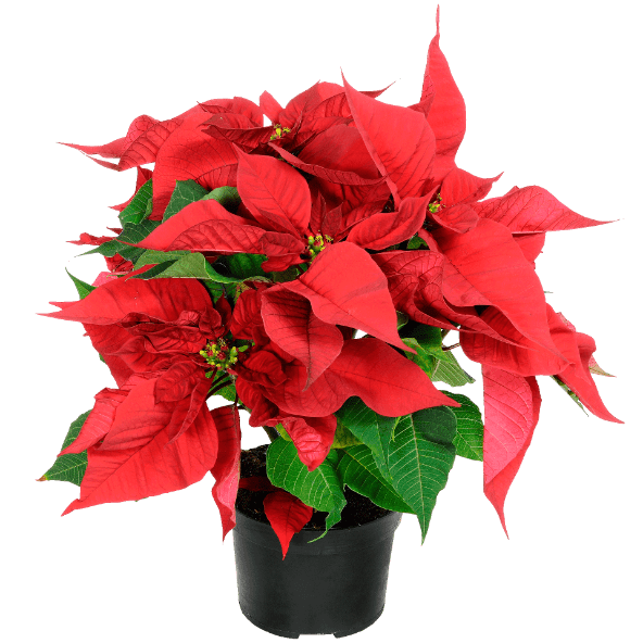 GARDENLINE Gwiazda betlejemska